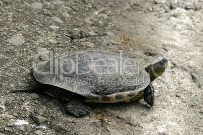 Turtle