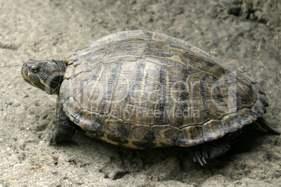 Turtle