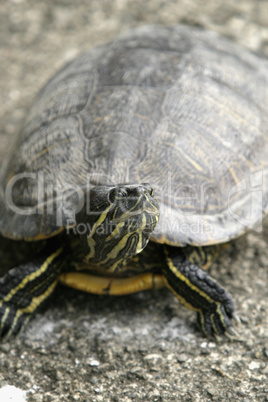 Turtle