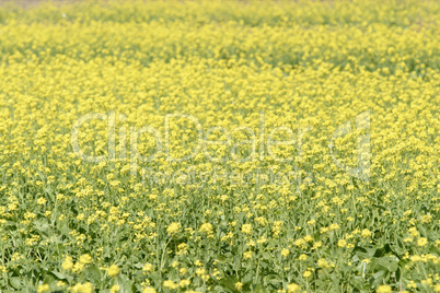 Rapeseed