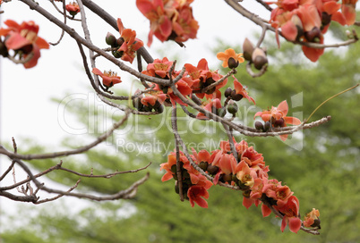 Cotton tree & flowers