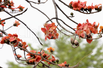 Cotton tree & flowers