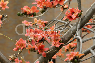 Cotton tree & flowers