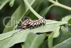 Papilio twaiwanus