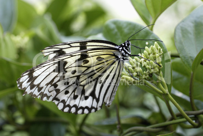 Paper kite butterfly