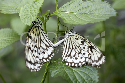 Paper kite butterfly