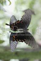 Papilio hopponis