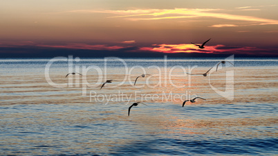 Seagulls flying