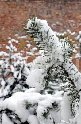 Snow covered pine branch