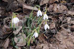 Snowdrop - Galanthus nivalis