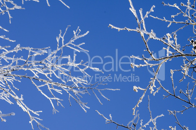 Trees covered with hoarfrost