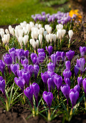 Spring holiday crocus flowers