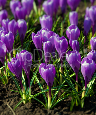 Spring holiday purple crocus flowers