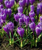 Spring holiday purple crocus flowers