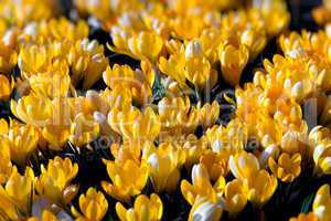 Spring holiday yellow crocus flowers