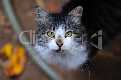 beautiful fluffy cat