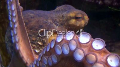 Gemeine Krake (Octopus vulgaris)