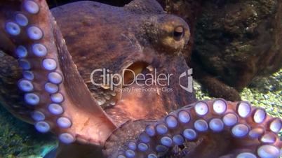 Gemeine Krake (Octopus vulgaris)