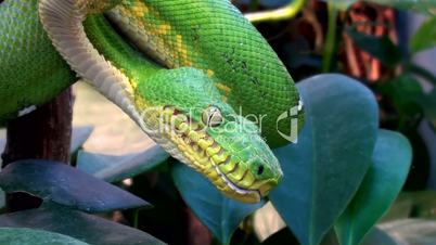 Grüner Hundskopfschlinger (Corallus caninus)