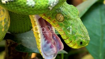 Grüner Hundskopfschlinger (Corallus caninus)