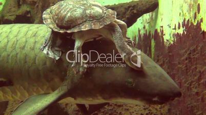 Wasserschildkröte und Lungenfisch