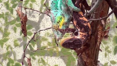Pantherchamäleon (Furcifer pardalis)