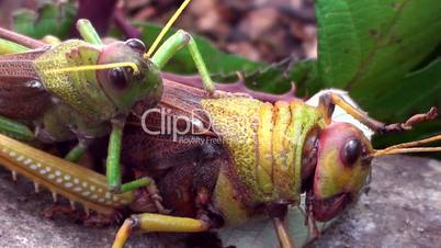 Riesenheuschrecke (Tropidacris collaris)
