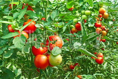 Tomatoes in greenhouse