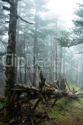 Virgin forest in a foggy morning