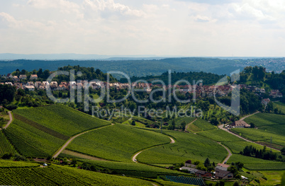 Vineyard in the fall of Stuttgart