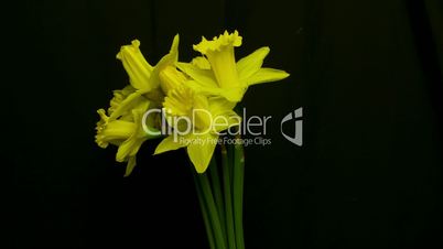 daffodils blooming medium shot reverse
