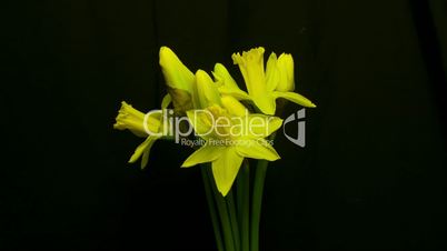 daffodils medium shot