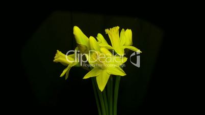 daffodils wide shot