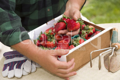 Farmer Gathering Fresh Strawberries in Baskets