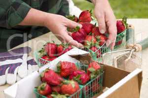 Farmer Gathering Fresh Strawberries in Baskets