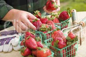 Farmer Gathering Fresh Strawberries in Baskets