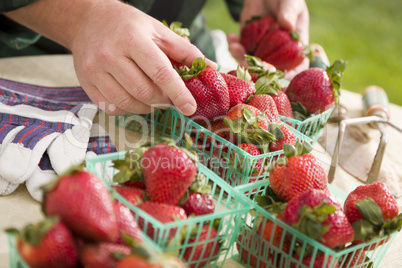 Farmer Gathering Fresh Strawberries in Baskets