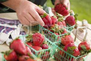 Farmer Gathering Fresh Strawberries in Baskets