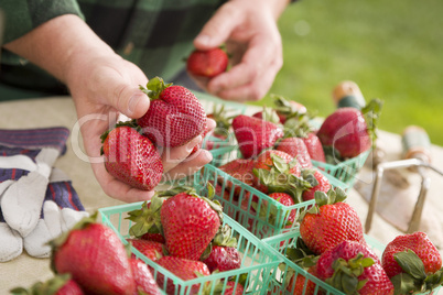 Farmer Gathering Fresh Strawberries in Baskets