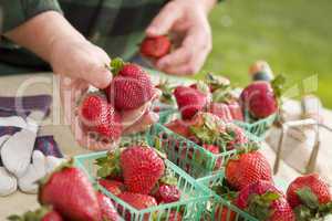 Farmer Gathering Fresh Strawberries in Baskets