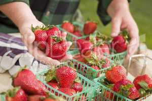 Farmer Gathering Fresh Strawberries in Baskets