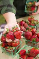 Farmer Gathering Fresh Strawberries in Baskets