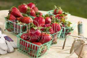 Baskets of Fresh Strawberries