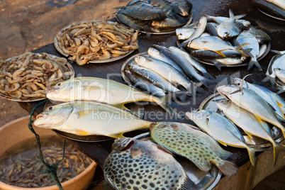 Fischmarkt in Kerala, Indien, Fish market in Kerala, India