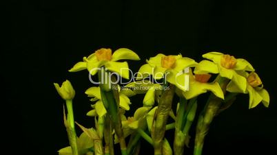 mini daffodil bloom and die