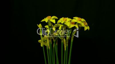 mini daffodil bloom and die 10 seconds