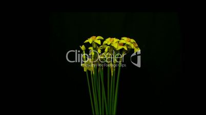 mini daffodil bloom and die 10 seconds wide