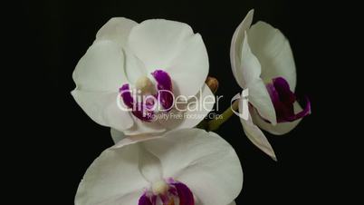 white and purple orchid bloom 1B wide reverse