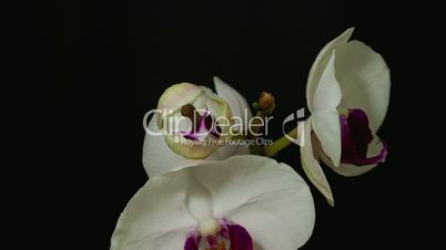 white and purple orchid bloom 1B wide