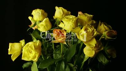 Yellow roses time lapse